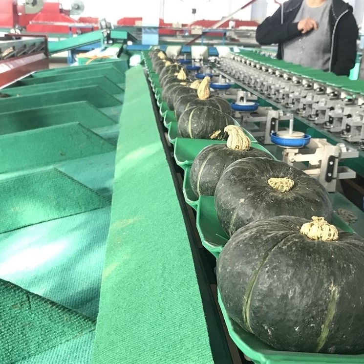 选果机 甜瓜选果机 > xgj-sz板栗南瓜分选机 自动分选贝贝南瓜大小