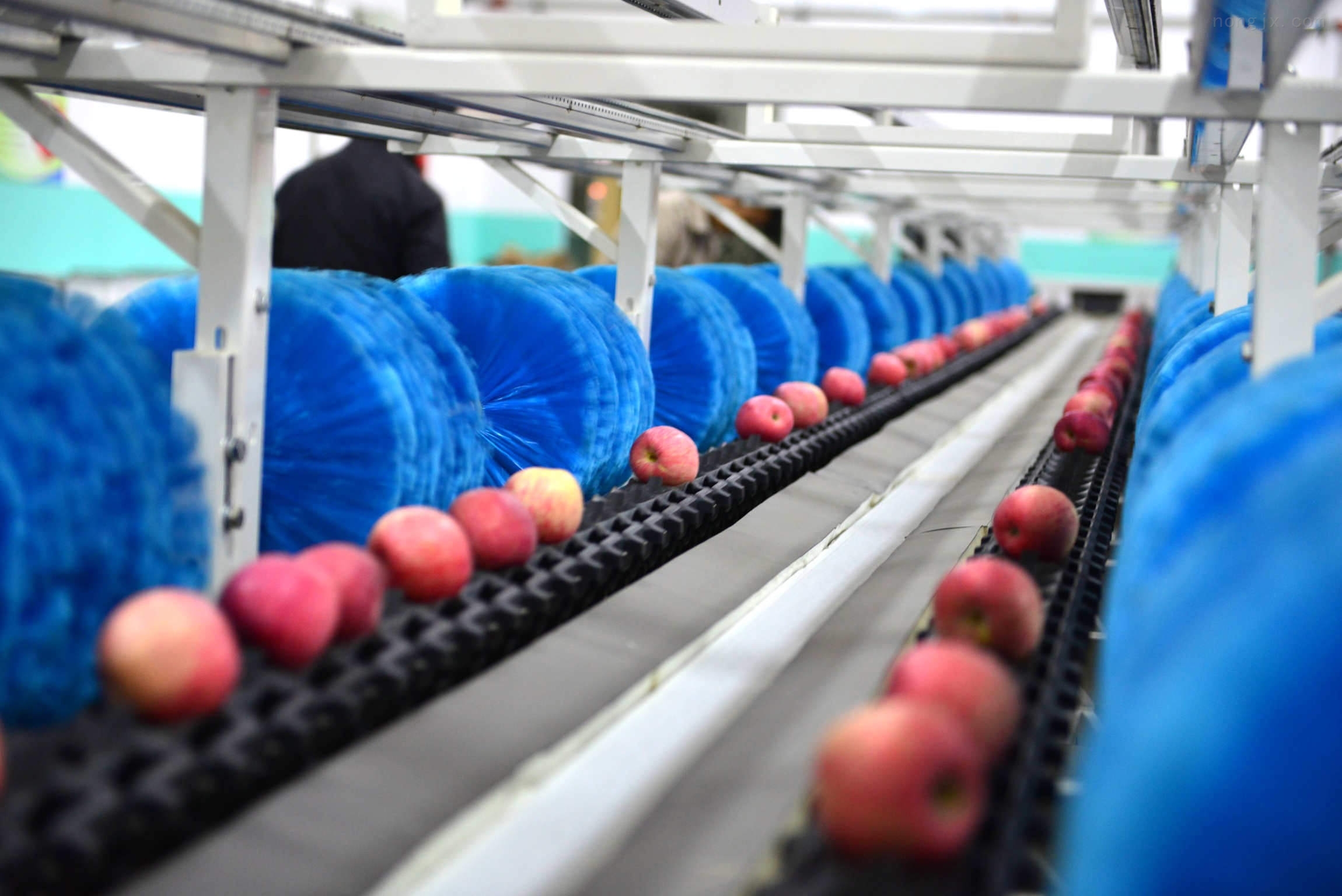 红富士苹果选果机分选线分类分级分拣设备