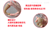 小型鵪鶉飛禽脫毛機(jī) 家禽脫毛機(jī)生產(chǎn)廠家