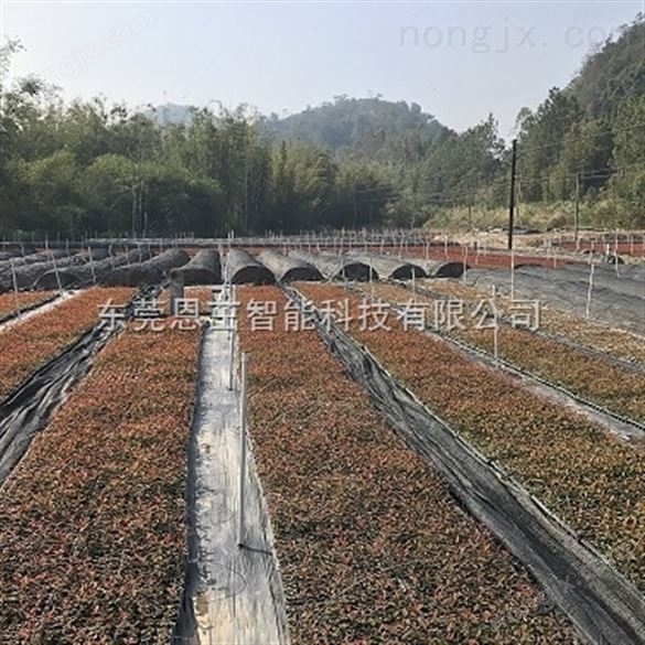 35*80可降解无纺布苗木基质/营养杯/育苗杯/含培养基质 营养钵