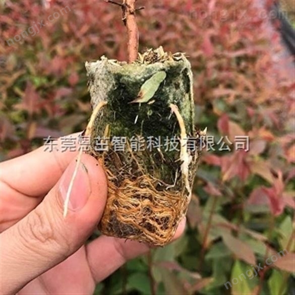 35*80可降解无纺布苗木基质/营养杯/育苗杯/含培养基质 营养钵